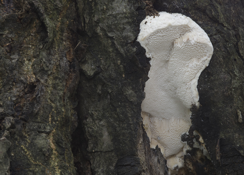 Aurantiporus fissilis